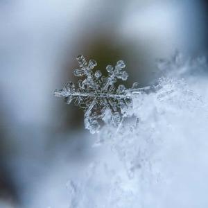 Wat zijn de algemene tuintips voor januari?