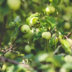 Wat zijn de beplantingstips voor juni?