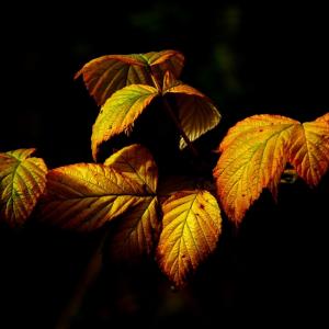 Wat zijn de beplantingstips voor oktober?